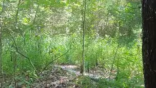 Jet black eastern black kingsnake from the KY Knobs Region - 22 August 2024
