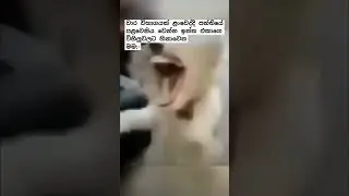Shape කරල තියාගන්න ඕනි 😁 #fypシ #viral #studentlife #universityofperadeniya