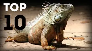 Топ 10 Экзотических и Странных Домашних Животных | Редкие Питомцы