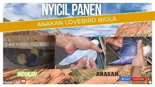 Menyicil panen anakan lovebird biola
