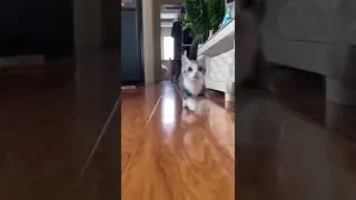 CAT TRAINING | HOW TO TRAIN YOUR CAT | CAT VIDEOS | HONEST CAT | MEOWMEOW | #shorts