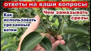 Нужно ли замазывать срезы при летней обрезке?