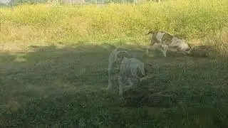 Жонглирование колесом, шинных дел мастер