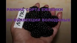Ранние сорта ежевики в коллекции Володиных