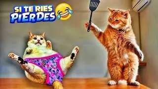 Los momentos más graciosos de gatos - Si te ries pierdes | TRY NOT TO LAUGH CHALLENGE