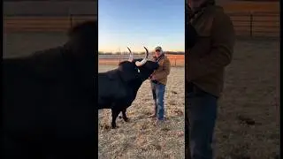 The 2,000lb Bodyguard! 🛡️🐂