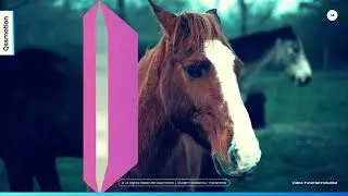 Modern Slideshow Transitions For Premiere Pro