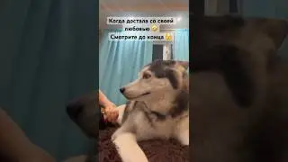 Достала хаски своей любовью #хаски #собака #нежности #любовь #marinasama #укус #кусь #люблю
