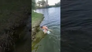 Рому укусил гусь.