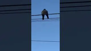Голубки 🤍 #испания #birds #shortvideo #shorts #shortsvideo #love