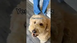 Oliver tried his best 