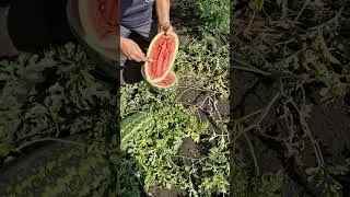 кавун довгий с.Фаворит