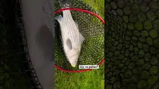 Якийсь дивний окунь😱 