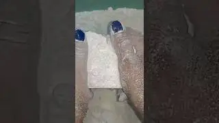 ONE FRESH CHALK BLOCK CRUSHING #crispyasmr #oddlysatisfying #chalkness #freshchalk #chalkcrushing