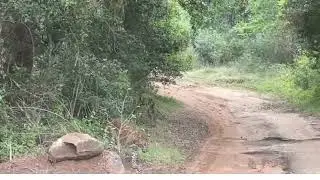 #beautiful #srilanka #visitsrilanka #nature #trending #viralvideo #tiger #live #yala