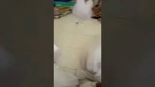 AKSI BERANI SISWI SD
