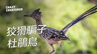 狡猾的騙子：杜鵑鳥 | 奇怪動物紀錄片