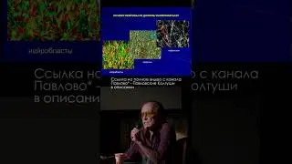 Нейробласты, нейроны, нейросети \ Дмитрий Семенов 