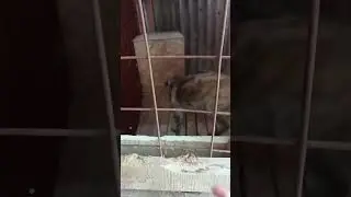 Красавица нэнси     
