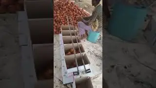 Packing Apples According to their Size 🔥🔥❤️ 