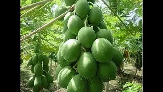 Papaya Tree at Uttara, Dhaka #পেঁপে  Video 2024