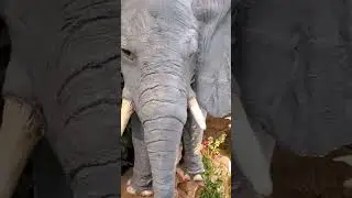 Rainforest Cafe Elephant  winking its eyes!