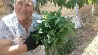 Каждый занят своим делом. Движение это жизнь! Так и живём! #жизньнапенсии