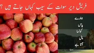Deer swat fresh apple | how to sell fresh apple in deer swat