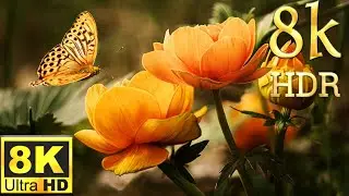 8K 60FPS HDR 10 VIDEO DEMO. Beautiful butterfly and insects video.