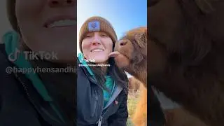 calf kisses are the best 😍#cow #farmlife #highlands