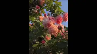 Это лето🌸🌸🌸