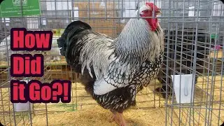Our First Year at the Fort Worth Stock Show!