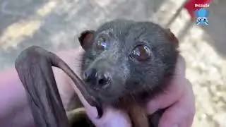 It's breeding season for the Little Red Flying-Foxes:  Meep, Reuben & Maltesers are sin binned.