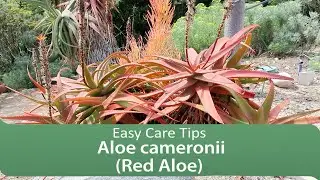 Aloe cameronii (Red Aloe) : Easy Care Tips
