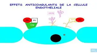 endothelium hémostase et angiogenese part1