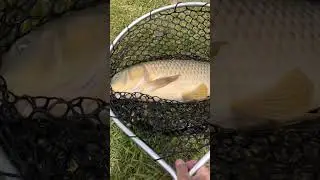 Carp fishing with my girlfriend #fishing #shorts