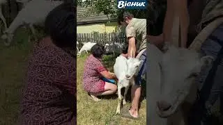 🔵 Як журнарістка "Вісника Ч" Валентина Остерська у Припутнях на Ічнянщині козу доїла. #вісникч