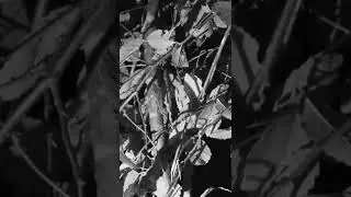 #Shorts Woven Archway Found In Forest | Expedition Bigfoot | Travel channel