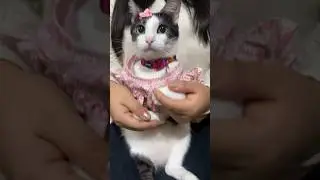 Califiquen mi baile😻 #viral #gatos #michi #shortvideos #cat #michis #shorts #parati #cats #pets