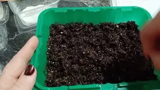 🌱Посадка семян томата 🌱после проращивания в грунт🌱