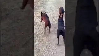 These smart guys🤣🤣 #dog