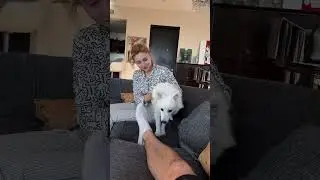 Шпиц