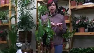 Как ухаживать за непентес. Часть 2.