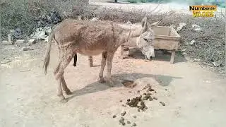 donkey mating 9| horse mating | horse breeding | donkey breeding | horses mating numberdar life vlog
