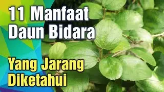 11 Manfaat Tanaman Daun Bidara  Yang Jarang Diketahui.