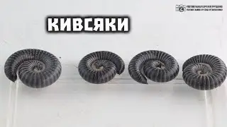 Кивсяки. О жизни в природе, о пользе и вреде на садовых участках и не только. // Clever Cricket
