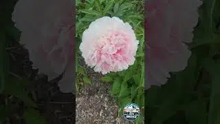 Beautiful Gardens.