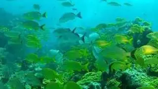 Great Maya Reef  - Cancun