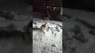 подготовка к встречи Нового года)