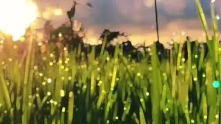 Beautiful nature short status video 🌹🌹Relaxation music 🤗 Amazing Video 💗💗